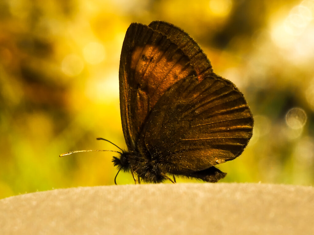 Schmetterling