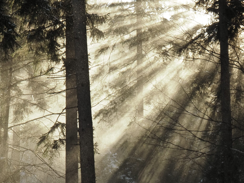 Winter sun